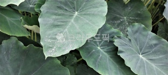 토란주인(Mr.Taro) | leaf, 잎, 토란, 토란잎, taro, 사진,이미지,일러스트,캘리그라피 - 오작교작가 크라우드픽 - 저작권 걱정 없는 상업용 이미지