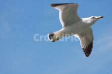 flying, seagull, 갈매기, 새, bird, 사진,이미지,일러스트,캘리그라피 - jacob.park작가 크라우드픽 - 저작권 걱정 없는 상업용 이미지