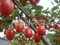 식물, food, 음식, plant, 보리수, 사진,이미지,일러스트,캘리그라피 - Nkkakkare작가 크라우드픽 - 저작권 걱정 없는 상업용 이미지