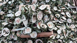 약초, 건재, 한약재, 자연, 뿌리, 사진,이미지,일러스트,캘리그라피 - Nphseo59작가 크라우드픽 - 저작권 걱정 없는 상업용 이미지