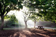 풍경, 배경, 자연, 숲속, 숲, 사진,이미지,일러스트,캘리그라피 - 포타도작가 크라우드픽 - 저작권 걱정 없는 상업용 이미지