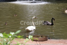 동물, 자연, 공원, 백조, 호수, 사진,이미지,일러스트,캘리그라피 - Dungdung작가 크라우드픽 - 저작권 걱정 없는 상업용 이미지