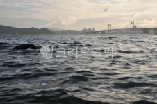 광안대교, 부산, 다리, 풍경, 바다, 사진,이미지,일러스트,캘리그라피 - Njwandme작가 크라우드픽 - 저작권 걱정 없는 상업용 이미지