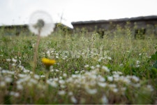 봄, 자연, 야외, 공원, spring, 사진,이미지,일러스트,캘리그라피 - 해온작가 크라우드픽 - 저작권 걱정 없는 상업용 이미지