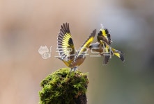 자연, 동물, 야생, 야생동물, 산새, 사진,이미지,일러스트,캘리그라피 - 서은작가 크라우드픽 - 저작권 걱정 없는 상업용 이미지