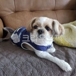 강아지, puppy, 애완동물, 개, 동물, 사진,이미지,일러스트,캘리그라피 - 세상풍경작가 크라우드픽 - 저작권 걱정 없는 상업용 이미지