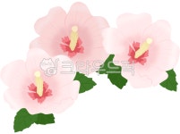 무궁화, 무궁화일러스트, 한국무궁화, 우리나라국화, 제헌절, 사진,이미지,일러스트,캘리그라피 - alicesprings작가 크라우드픽 - 저작권 걱정... 