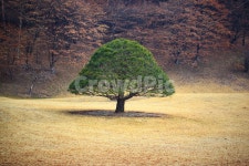소나무, 청남대, 잔디, 소나무한그루, tree, 사진,이미지,일러스트,캘리그라피 - 노을 마중작가 크라우드픽 - 저작권 걱정 없는 상업용 이미지