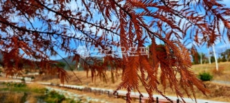 가을, 단풍, 자연하늘, 연못, 산책, 사진,이미지,일러스트,캘리그라피 - h_h0104작가 크라우드픽 - 저작권 걱정 없는 상업용 이미지