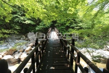 자연, 계곡, 출렁다리, 지리산, 숲속, 사진,이미지,일러스트,캘리그라피 - 신나는 인생작가 크라우드픽 - 저작권 걱정 없는 상업용 이미지