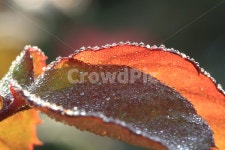 이슬, 일액현상, dew, 나뭇잎, leaf, 사진,이미지,일러스트,캘리그라피 - jasmin작가 크라우드픽 - 저작권 걱정 없는 상업용 이미지