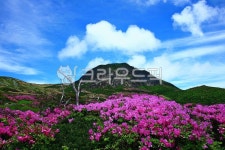 plant, 식물, flower, blossom, 꽃, 사진,이미지,일러스트,캘리그라피 - 영산공작가 크라우드픽 - 저작권 걱정 없는 상업용 이미지
