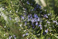 로즈마리, 로즈마리꽃, 꽃, flower, 식물, 사진,이미지,일러스트,캘리그라피 - phototo73작가 크라우드픽 - 저작권 걱정 없는 상업용 이미지