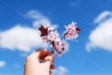 꽃, 하늘, 복숭아꽃, 벚꽃, cherryblossom, 사진,이미지,일러스트,캘리그라피 - Catfishpeter작가 크라우드픽 - 저작권 걱정 없는 상업용... 