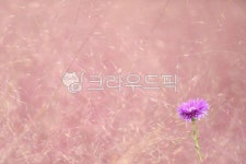 핑크뮬리, pinkmurray, 가을, autumn, 분홍, 사진,이미지,일러스트,캘리그라피 - 고운경작가 크라우드픽 - 저작권 걱정 없는 상업용 이미지