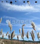 갈대, 자연, sky, 하늘, 가을, 사진,이미지,일러스트,캘리그라피 - dptmej315작가 크라우드픽 - 저작권 걱정 없는 상업용 이미지