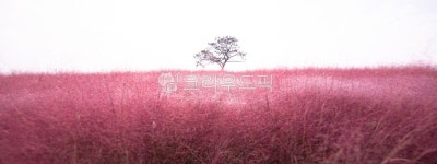 plant, 식물, 핑크뮬리, 안성팜랜드, 안성, 사진,이미지,일러스트,캘리그라피 - 제이티에스작가 크라우드픽 - 저작권 걱정 없는 상업용 이미지