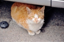 고양이, 노란고양이, 포유류, 길고양이, 애묘, 사진,이미지,일러스트,캘리그라피 - Ncubible작가 크라우드픽 - 저작권 걱정 없는 상업용 이미지