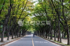 인천대공원, 느티나무숲, 단풍길, 인대공, 느티나무, 사진,이미지,일러스트,캘리그라피 - ygm1472작가 크라우드픽 - 저작권 걱정 없는 상업용... 