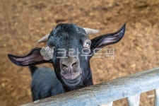 염소, 검정염소, 블랙염소, 동물, 염생이, 사진,이미지,일러스트,캘리그라피 - cj5235작가 크라우드픽 - 저작권 걱정 없는 상업용 이미지