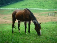 여름, 말, 동물, 목장, 농장, 사진,이미지,일러스트,캘리그라피 - 포토헌터작가 크라우드픽 - 저작권 걱정 없는 상업용 이미지