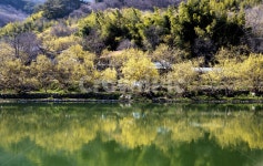 산수유, 산수유꽃, 산수유마을, 현천마을, 호수, 사진,이미지,일러스트,캘리그라피 - namheekim작가 크라우드픽 - 저작권 걱정 없는 상업용 이미지