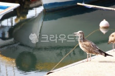 갈매기, 바다, 항구, 배, 새, 사진,이미지,일러스트,캘리그라피 - 횽횽작가 크라우드픽 - 저작권 걱정 없는 상업용 이미지