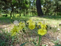 공원, 석남녹지도시숲, 씀바귀, 노랑선씀바귀, 나무, 사진,이미지,일러스트,캘리그라피 - 엔엔디작가 크라우드픽 - 저작권 걱정 없는 상업용 이미지