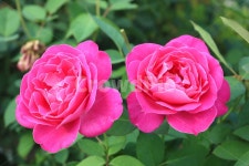 장미, 장미꽃, 꽃, 식물, 자연, 사진,이미지,일러스트,캘리그라피 - 청랑작가 크라우드픽 - 저작권 걱정 없는 상업용 이미지