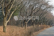 단풍나무숲길, 숲길, 독립기념관, 길, 도로, 사진,이미지,일러스트,캘리그라피 - Deep bLUE작가 크라우드픽 - 저작권 걱정 없는 상업용 이미지