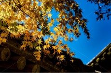 가을, 낙엽, 기와, 단풍, 기와지붕, 사진,이미지,일러스트,캘리그라피 - 봉구58작가 크라우드픽 - 저작권 걱정 없는 상업용 이미지