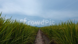 논벼, 지름길, 녹색, 농장, 창공, 사진,이미지,일러스트,캘리그라피 - JINSHIWEN작가 크라우드픽 - 저작권 걱정 없는 상업용 이미지