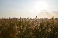 순천만, 갈대, 갈대숲, 일몰, 순천, 사진,이미지,일러스트,캘리그라피 - Nna19891211작가 크라우드픽 - 저작권 걱정 없는 상업용 이미지