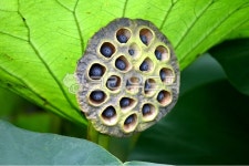 결실, 연, 늦여름, 군집, 연자, 사진,이미지,일러스트,캘리그라피 - 흑토마작가 크라우드픽 - 저작권 걱정 없는 상업용 이미지