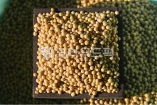 식물, 콩, 대두, 식품, 식재료, 사진,이미지,일러스트,캘리그라피 - Nbug5608작가 크라우드픽 - 저작권 걱정 없는 상업용 이미지
