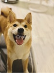 시바견, 웃는강아지, 웃는시바견, animal, 강아지, 사진,이미지,일러스트,캘리그라피 - kkj작가 크라우드픽 - 저작권 걱정 없는 상업용 이미지