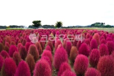 plant, 식물, purple, 보라색, 댑싸리, 사진,이미지,일러스트,캘리그라피 - Nepoto1작가 크라우드픽 - 저작권 걱정 없는 상업용 이미지