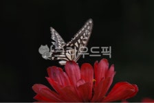 꽃잎, flower, 꽃, 나비, 야생화, 사진,이미지,일러스트,캘리그라피 - 하눌타리작가 크라우드픽 - 저작권 걱정 없는 상업용 이미지