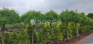 정원, garden, 가로수, 등나무, 옥외, 사진,이미지,일러스트,캘리그라피 - hooya작가 크라우드픽 - 저작권 걱정 없는 상업용 이미지