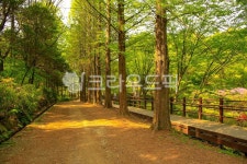 인천대공원, 공원, 숲, 수목원, 도로, 사진,이미지,일러스트,캘리그라피 - imlover작가 크라우드픽 - 저작권 걱정 없는 상업용 이미지