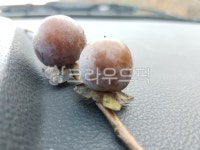 고염, 먹거리, 과일, 토종감, 식물, 사진,이미지,일러스트,캘리그라피 - Nspygrom작가 크라우드픽 - 저작권 걱정 없는 상업용 이미지