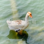 bird, 새, animal, 동물, 자연, 사진,이미지,일러스트,캘리그라피 - Sean41작가 크라우드픽 - 저작권 걱정 없는 상업용 이미지