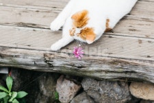 고양이, 야옹이, 냥, 길냥이, 꽃냥, 사진,이미지,일러스트,캘리그라피 - b_sang작가 크라우드픽 - 저작권 걱정 없는 상업용 이미지