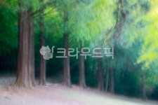 숲, 나무, 메타쉐콰이어, 여름, 녹색, 사진,이미지,일러스트,캘리그라피 - 초록비 내리는 날작가 크라우드픽 - 저작권 걱정 없는 상업용 이미지