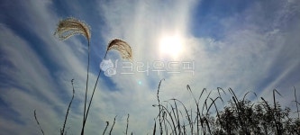 하늘, 갈대, 자연, 빛, 구름, 사진,이미지,일러스트,캘리그라피 - h_h0104작가 크라우드픽 - 저작권 걱정 없는 상업용 이미지