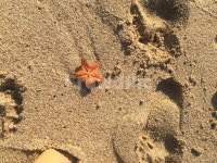바다, 불가사리, sea, starfish, 모래, 사진,이미지,일러스트,캘리그라피 - imcindyjin작가 크라우드픽 - 저작권 걱정 없는 상업용 이미지
