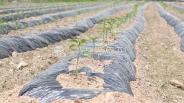 밭, 고랑, 비닐, 흙, 농업, 사진,이미지,일러스트,캘리그라피 - 앨리작가 크라우드픽 - 저작권 걱정 없는 상업용 이미지