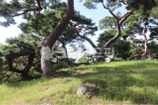 포충사, 소나무, 동산, 벤치, 잔디밭, 사진,이미지,일러스트,캘리그라피 - 언제나민들레작가 크라우드픽 - 저작권 걱정 없는 상업용 이미지