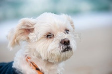 pet, dog, animal, sea, 강아지, 사진,이미지,일러스트,캘리그라피 - islandj9작가 크라우드픽 - 저작권 걱정 없는 상업용 이미지