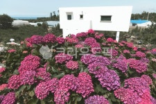 flower, hydrangea, 수국, 산수국, 감성, 사진,이미지,일러스트,캘리그라피 - 포토그래퍼 guri작가 크라우드픽 - 저작권 걱정 없는 상업용... 